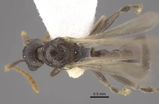 Myrmica jennyae specimen CASENT0917697 image casent0917697_1