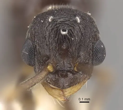 Myrmica jennyae specimen CASENT0917697 image casent0917697_2