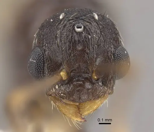 Myrmica jennyae specimen CASENT0917697 image casent0917697_3