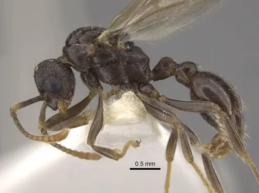 Myrmica jennyae specimen CASENT0917697 image casent0917697_4