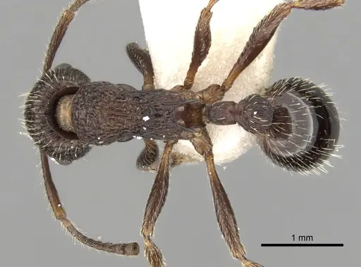Myrmica jessensis specimen CASENT0280826 image casent0280826_1