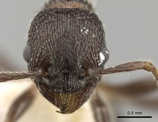 Myrmica jessensis specimen CASENT0280826 image casent0280826_2