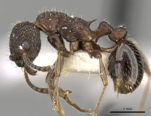 Myrmica jessensis specimen CASENT0280826 image casent0280826_3