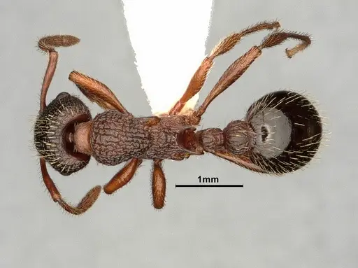 Myrmica jessensis specimen CASENT0884306 image casent0884306_1