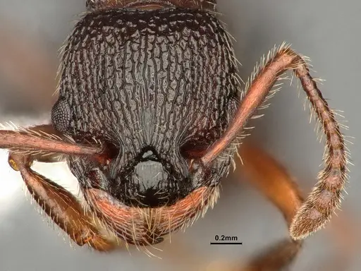 Myrmica jessensis specimen CASENT0884306 image casent0884306_2