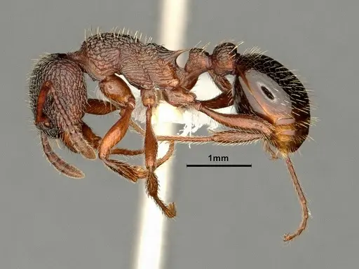 Myrmica jessensis specimen CASENT0884306 image casent0884306_3