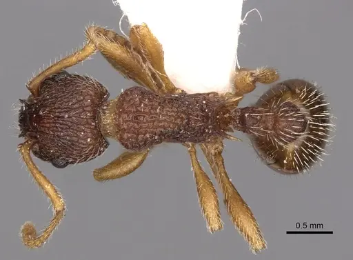 Myrmica jessensis specimen CASENT0900294 image casent0900294_1
