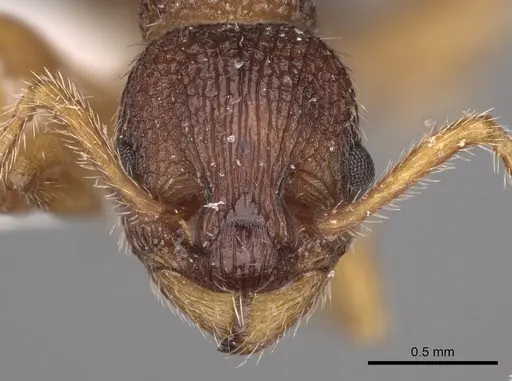 Myrmica jessensis specimen CASENT0900294 image casent0900294_2