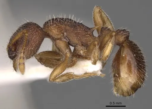 Myrmica jessensis specimen CASENT0900294 image casent0900294_3