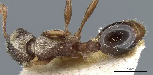 Myrmica jessensis specimen CASENT0904067 image casent0904067_1