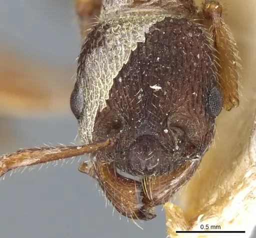 Myrmica jessensis specimen CASENT0904067 image casent0904067_2