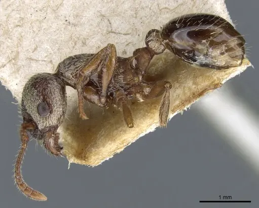 Myrmica jessensis specimen CASENT0904067 image casent0904067_3
