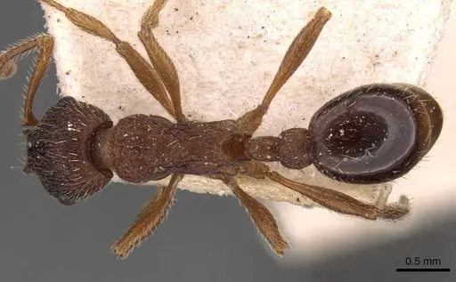 Myrmica jessensis specimen CASENT0907638 image casent0907638_1