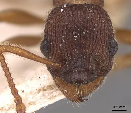 Myrmica jessensis specimen CASENT0907638 image casent0907638_2