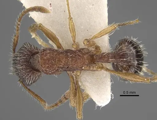 Myrmica jessensis specimen CASENT0917515 image casent0917515_1