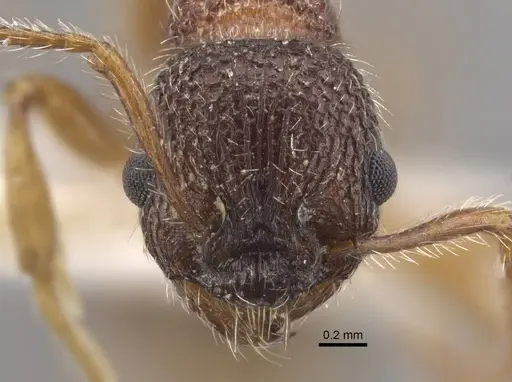 Myrmica jessensis specimen CASENT0917515 image casent0917515_2