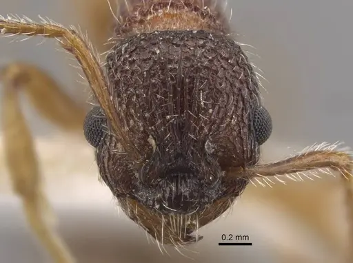 Myrmica jessensis specimen CASENT0917515 image casent0917515_3