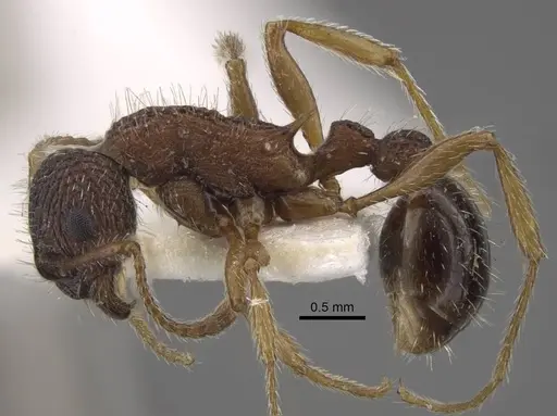 Myrmica jessensis specimen CASENT0917515 image casent0917515_4