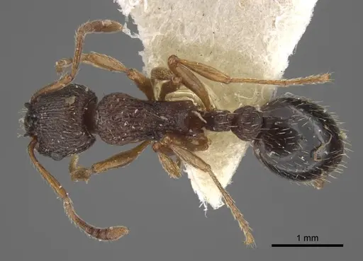 Myrmica kamtschatica specimen CASENT0917672 image casent0917672_1