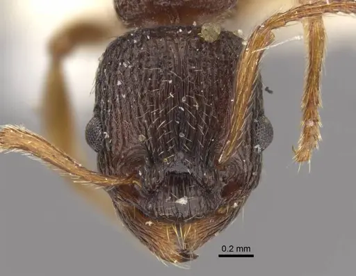 Myrmica kamtschatica specimen CASENT0917672 image casent0917672_2