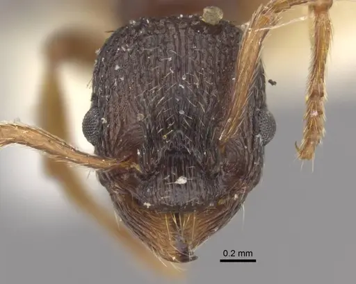 Myrmica kamtschatica specimen CASENT0917672 image casent0917672_3