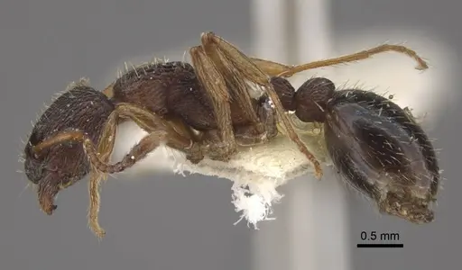 Myrmica kamtschatica specimen CASENT0917672 image casent0917672_4
