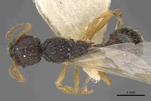 Myrmica kamtschatica specimen CASENT0917673 image casent0917673_1