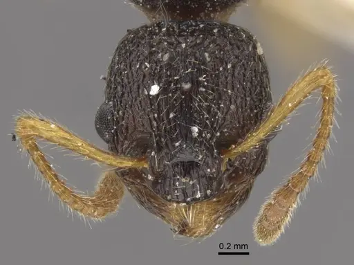 Myrmica kamtschatica specimen CASENT0917673 image casent0917673_2