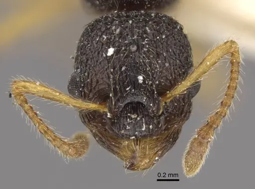 Myrmica kamtschatica specimen CASENT0917673 image casent0917673_3