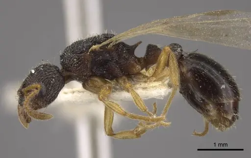 Myrmica kamtschatica specimen CASENT0917673 image casent0917673_4