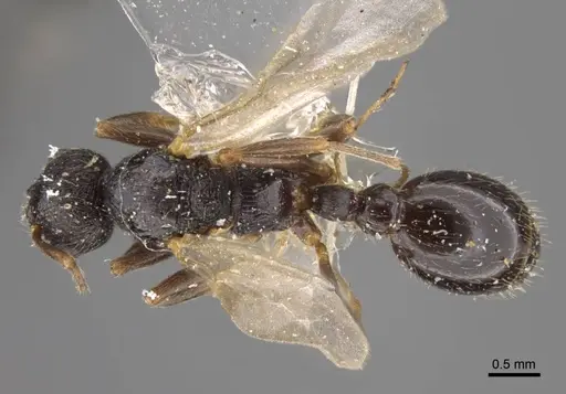 Myrmica kamtschatica specimen CASENT0917674 image casent0917674_1