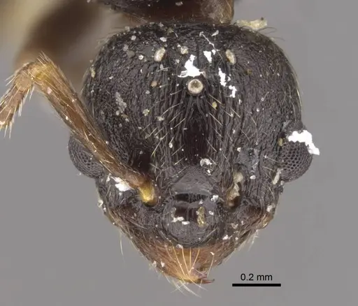 Myrmica kamtschatica specimen CASENT0917674 image casent0917674_2