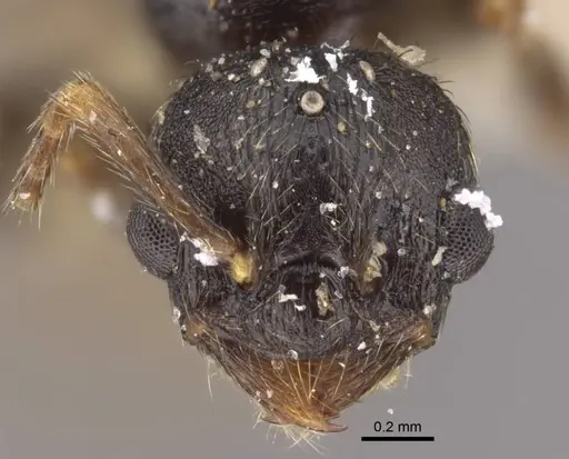Myrmica kamtschatica specimen CASENT0917674 image casent0917674_3