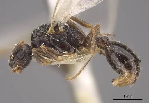 Myrmica kamtschatica specimen CASENT0917674 image casent0917674_4