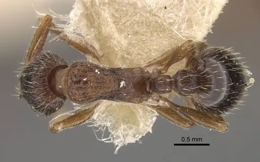 Myrmica kamtschatica specimen CASENT0917675 image casent0917675_1