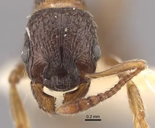 Myrmica kamtschatica specimen CASENT0917675 image casent0917675_2
