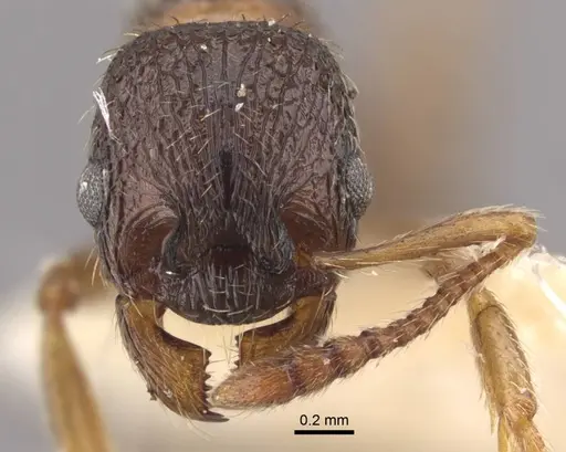 Myrmica kamtschatica specimen CASENT0917675 image casent0917675_3