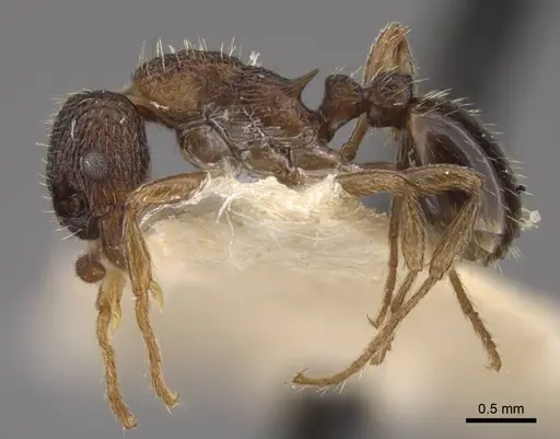Myrmica kamtschatica specimen CASENT0917675 image casent0917675_4