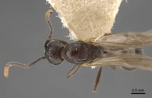 Myrmica kamtschatica specimen CASENT0917676 image casent0917676_1