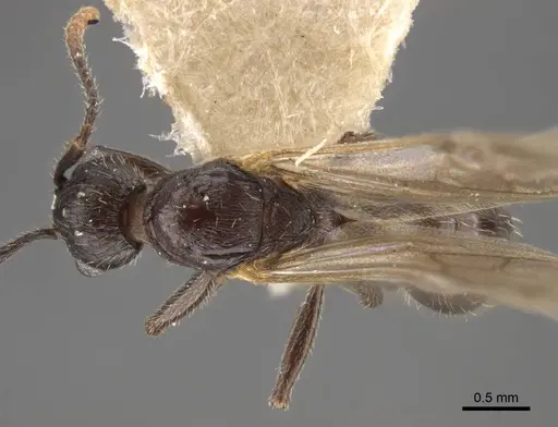 Myrmica kamtschatica specimen CASENT0917676 image casent0917676_2