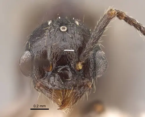 Myrmica kamtschatica specimen CASENT0917676 image casent0917676_3