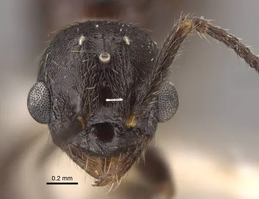 Myrmica kamtschatica specimen CASENT0917676 image casent0917676_4
