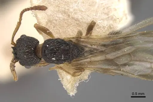 Myrmica kamtschatica specimen CASENT0917677 image casent0917677_1