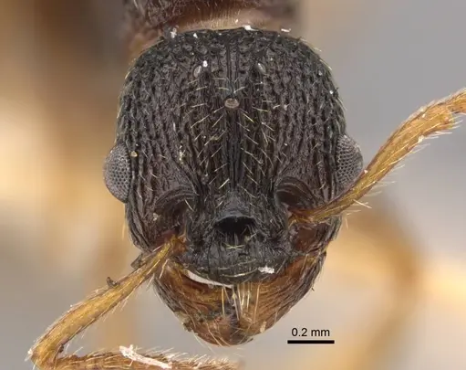 Myrmica kamtschatica specimen CASENT0917677 image casent0917677_2