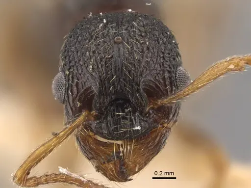 Myrmica kamtschatica specimen CASENT0917677 image casent0917677_3