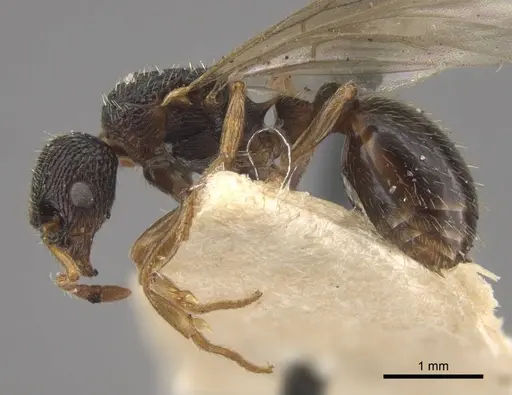Myrmica kamtschatica specimen CASENT0917677 image casent0917677_4