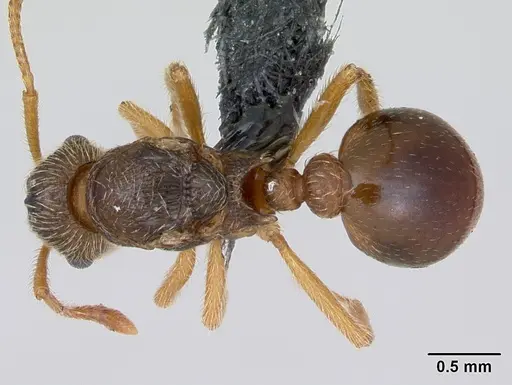 Myrmica karavajevi specimen CASENT0172766 image casent0172766_1