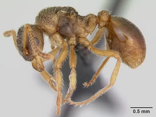 Myrmica karavajevi specimen CASENT0172766 image casent0172766_3