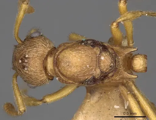 Myrmica karavajevi specimen CASENT0900286 image casent0900286_1