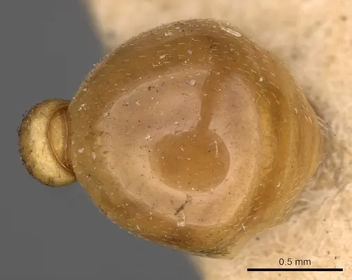 Myrmica karavajevi specimen CASENT0900286 image casent0900286_2